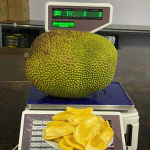 Mít quả dai ta 7kg
